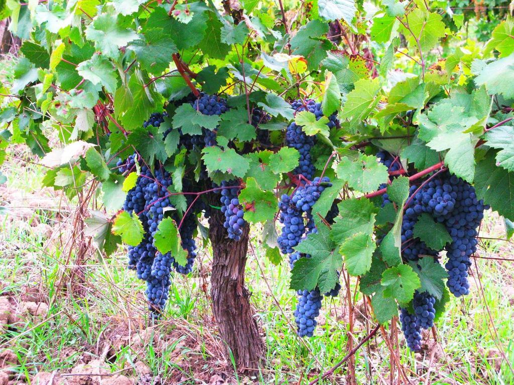 Agriturismo Martignana Alta Empoli Bagian luar foto